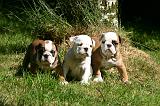 BULLDOG ANGLAIS 220